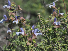 Salvia dentata