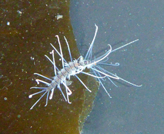 Amblyosyllis nigrolineata