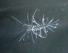 Amblyosyllis nigrolineata