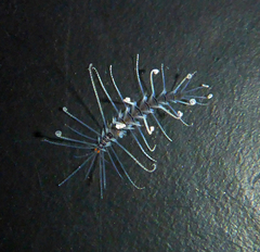 Amblyosyllis nigrolineata