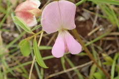 Tephrosia purpurea