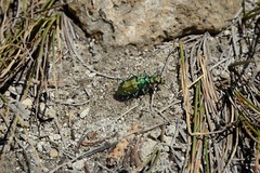 Cicindela depressula
