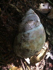 Megalobulimus terrestris