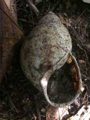 Megalobulimus terrestris