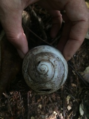 Megalobulimus terrestris