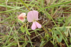 Tephrosia purpurea
