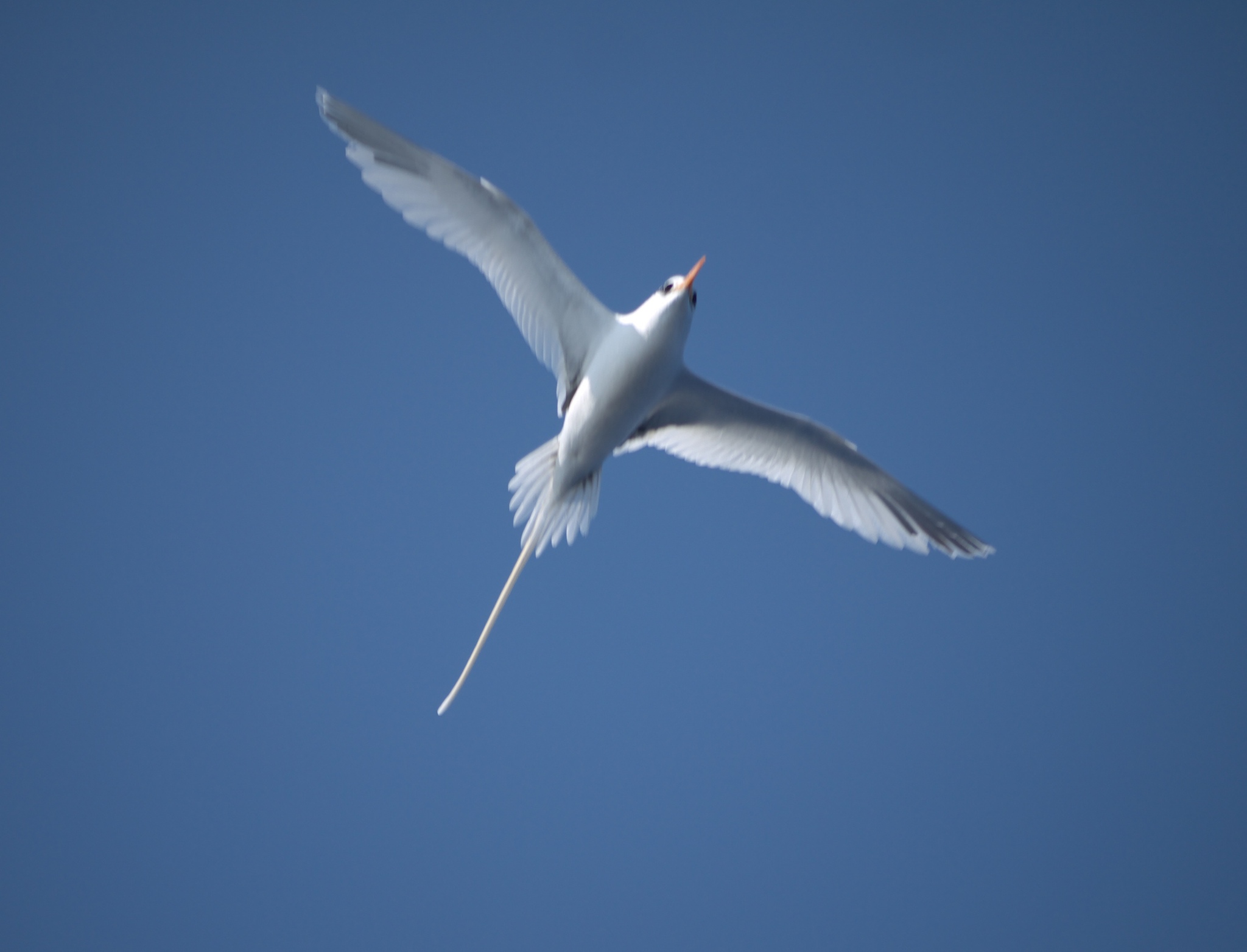 White-tailed Tropicbird