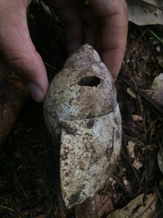 Megalobulimus terrestris