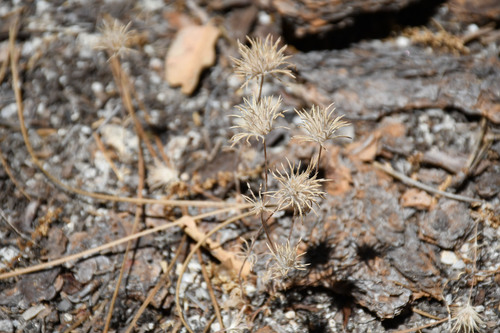 iNaturalist observation photo of Whiskerbrush