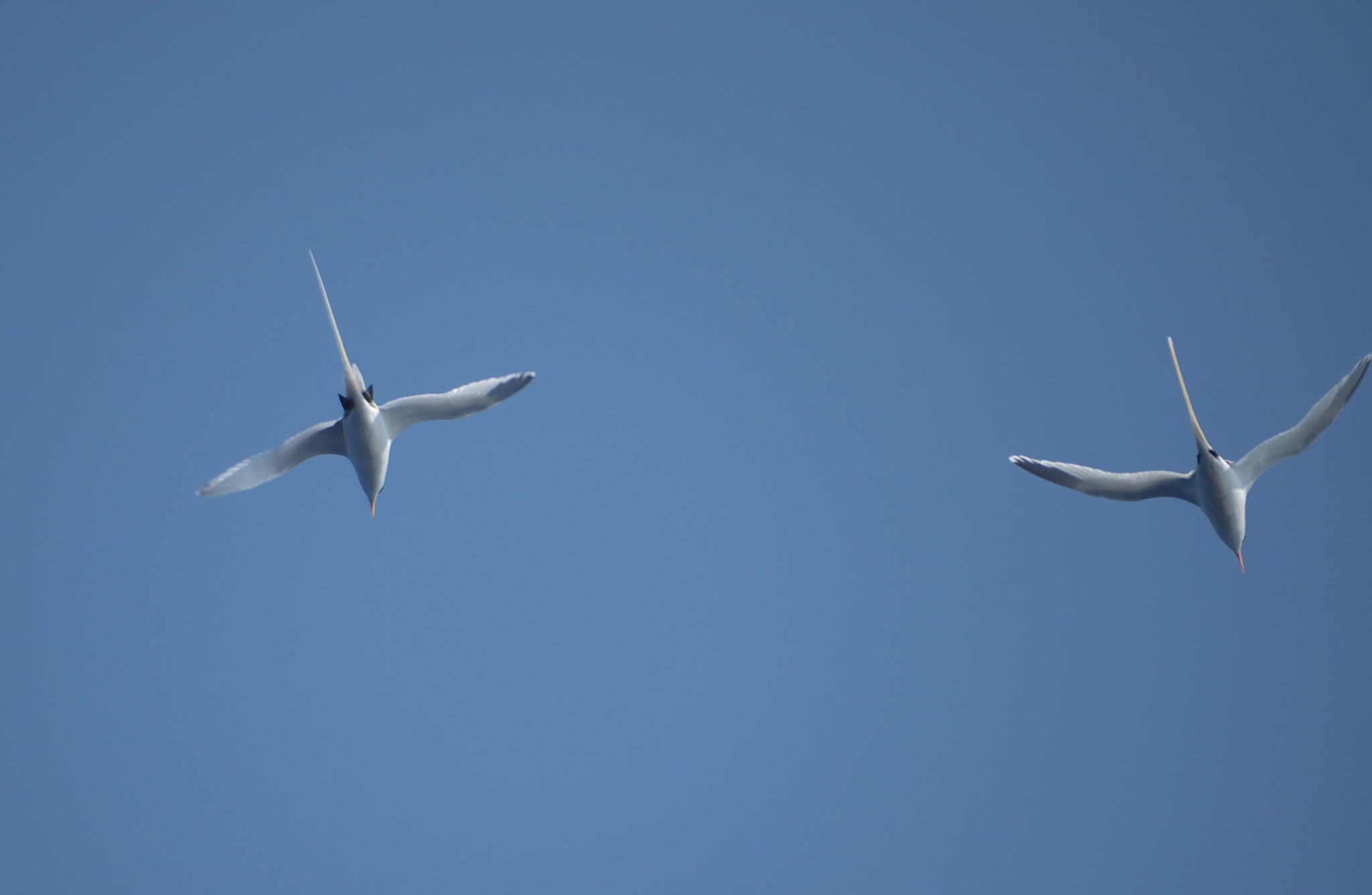 White-tailed Tropicbird