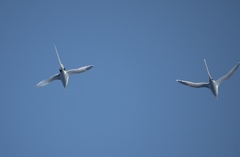 Phaethon lepturus catesbyi