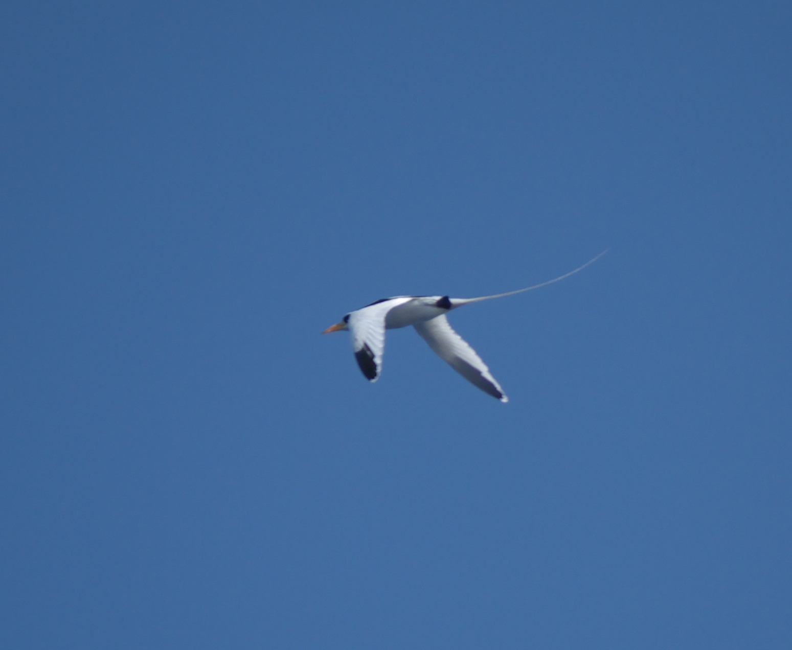 White-tailed Tropicbird