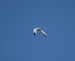 Phaethon lepturus catesbyi