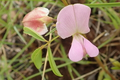 Tephrosia purpurea