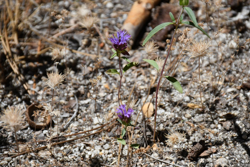 iNaturalist observation photo of Brewer's Monardella