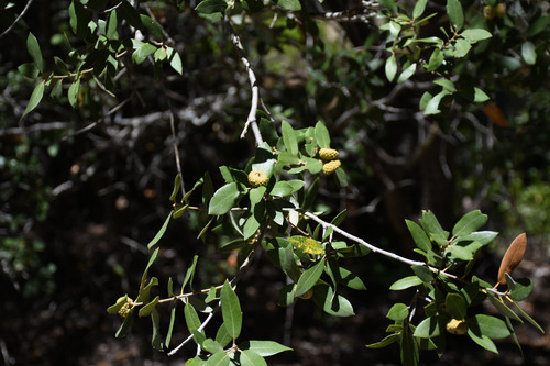iNaturalist observation photo of canyon live oak