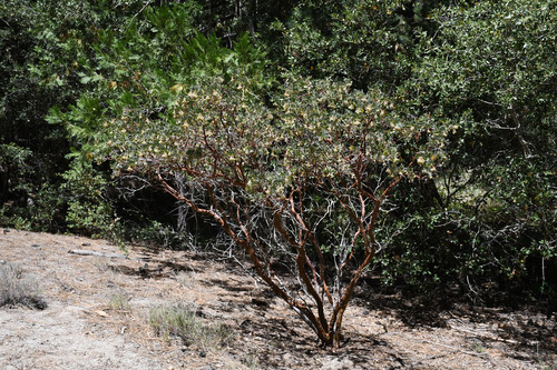 iNaturalist observation photo of Pringle's manzanita