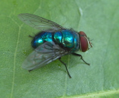 Luciliinae