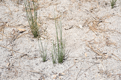 iNaturalist observation photo of smooth horsetail