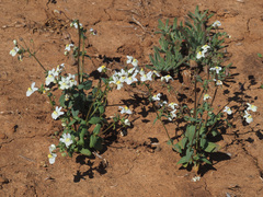 Nemesia leipoldtii