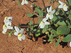 Nemesia leipoldtii