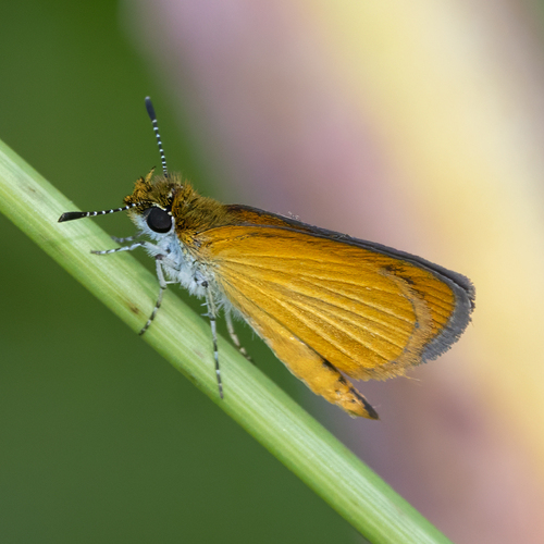 Least Skipper photo 5