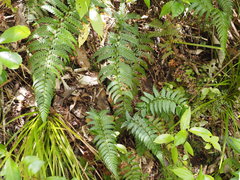 Polystichum wawranum