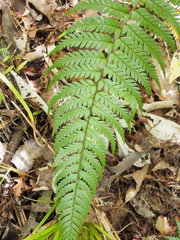 Polystichum wawranum