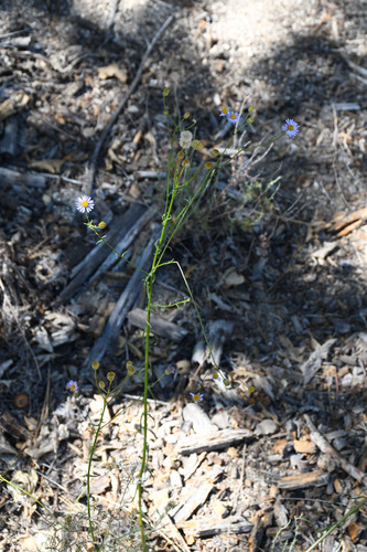 iNaturalist observation photo of Leafy Fleabane