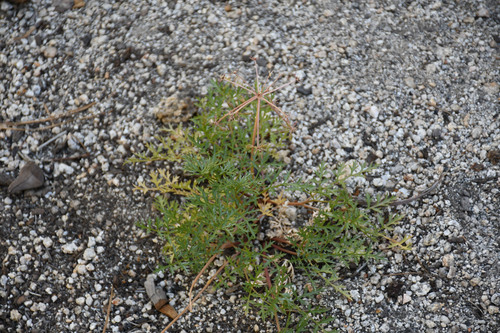 iNaturalist observation photo of Parish's umbrellawort