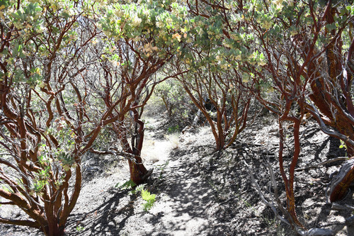 iNaturalist observation photo of Pringle's manzanita