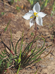 Cyanella alba alba