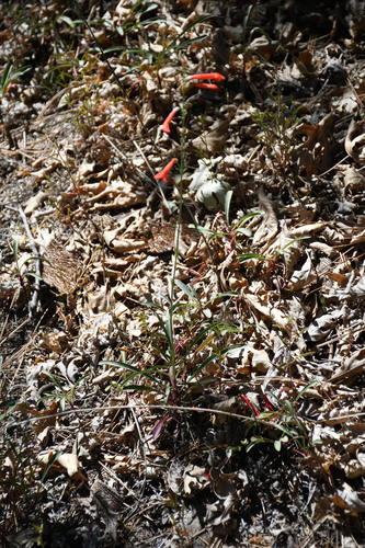 iNaturalist observation photo of San Gabriel beardtongue