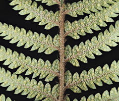 Polystichum wawranum