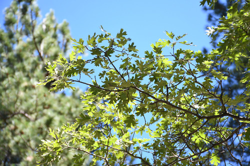 iNaturalist observation photo of California black oak