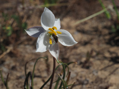 Cyanella alba alba
