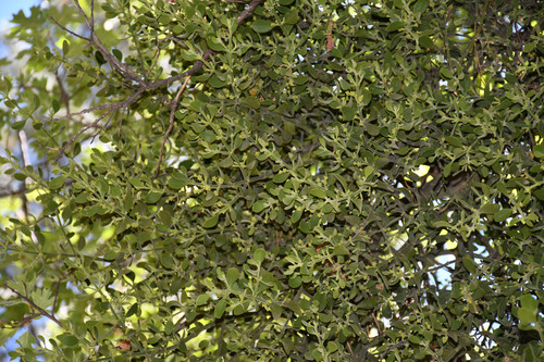 iNaturalist observation photo of oak mistletoe