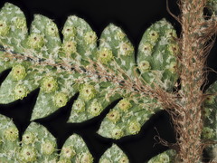Polystichum wawranum