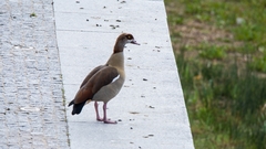 Alopochen aegyptiaca