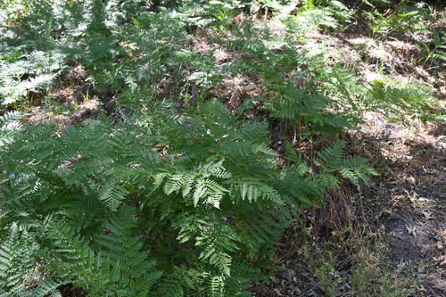 iNaturalist observation photo of common bracken