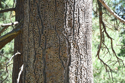 iNaturalist observation photo of Acorn Woodpecker