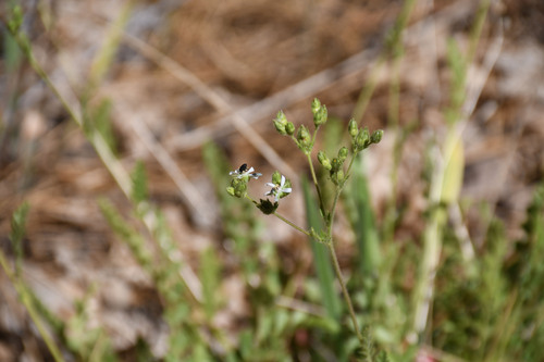 iNaturalist observation photo of Cleveland's horkelia