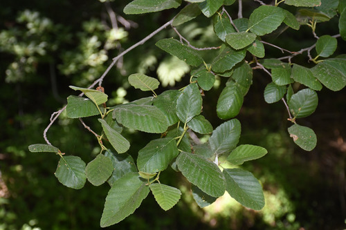 iNaturalist observation photo of white alder