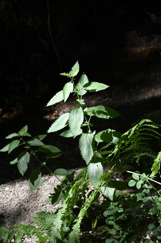 iNaturalist observation photo of slender stinging nettle