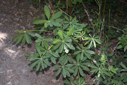 iNaturalist observation photo of Broadleaf Lupine