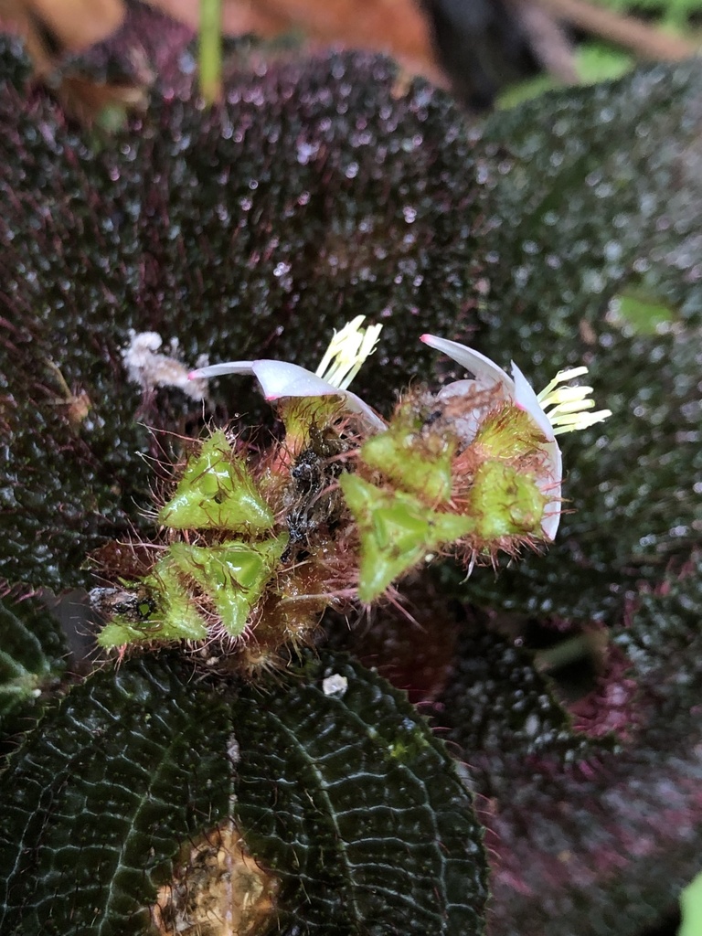 Triolena pustulata