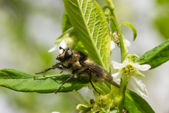 Criorhina