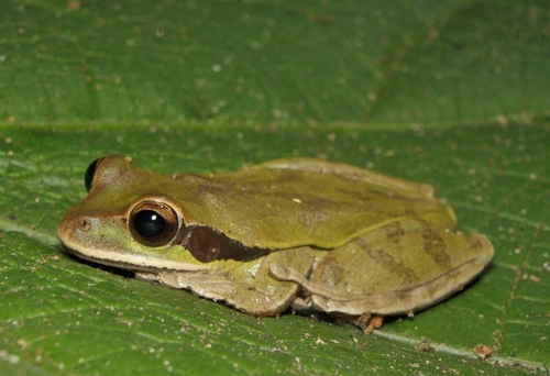 Masked Tree Frog, XP4X+R9, Portoviejo, Ecuador, photo 8 of 10