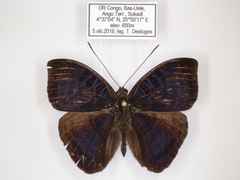 Euriphene saphirina saphirina