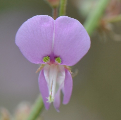 tall tick-trefoil (Desmodium glabellum)